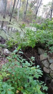 20150917_beaver dam at Fork Factory-2