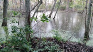 20150917_beaver dam at Fork Factory-4