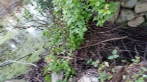 20150917_beaver dam at Fork Factory