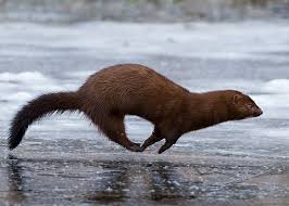 mink
