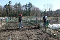 CG-2-Community garden 4-12-20 7